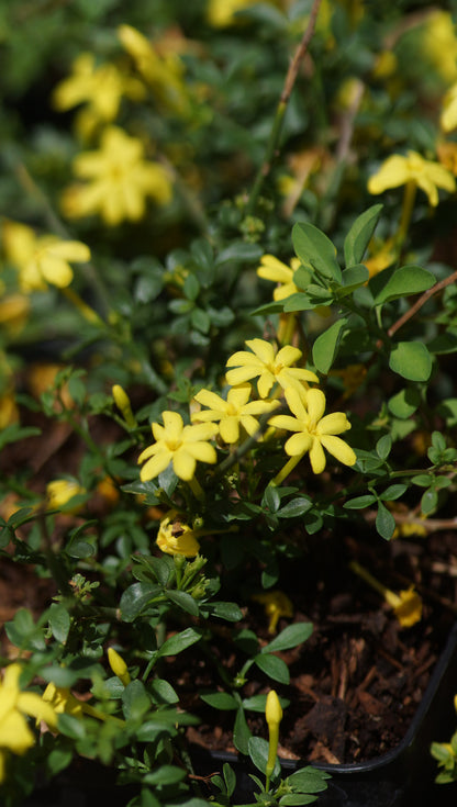 Jasminum parkeri - Zwerg-Jasmin