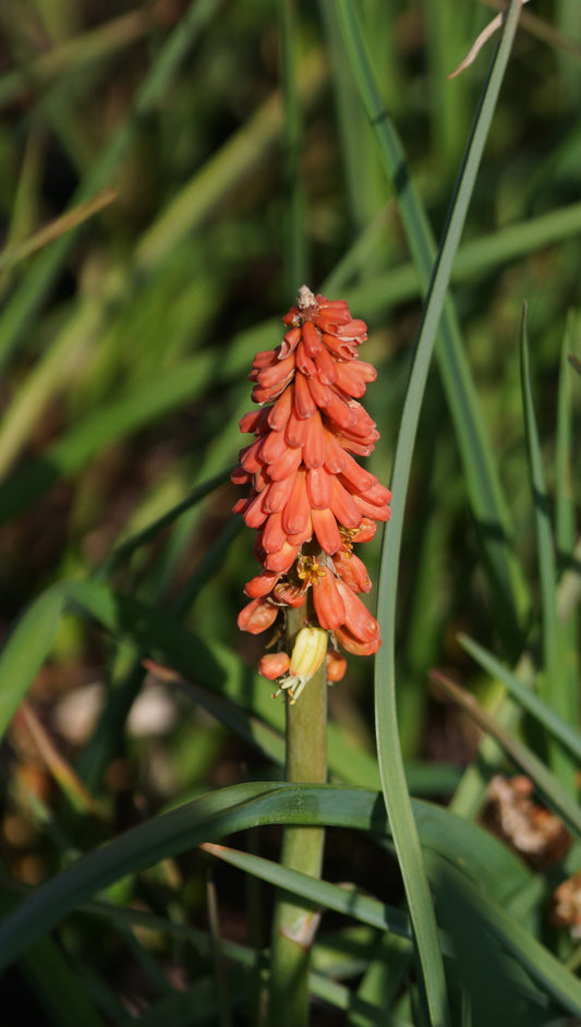 Kniphofia uvaria - Fackellilie