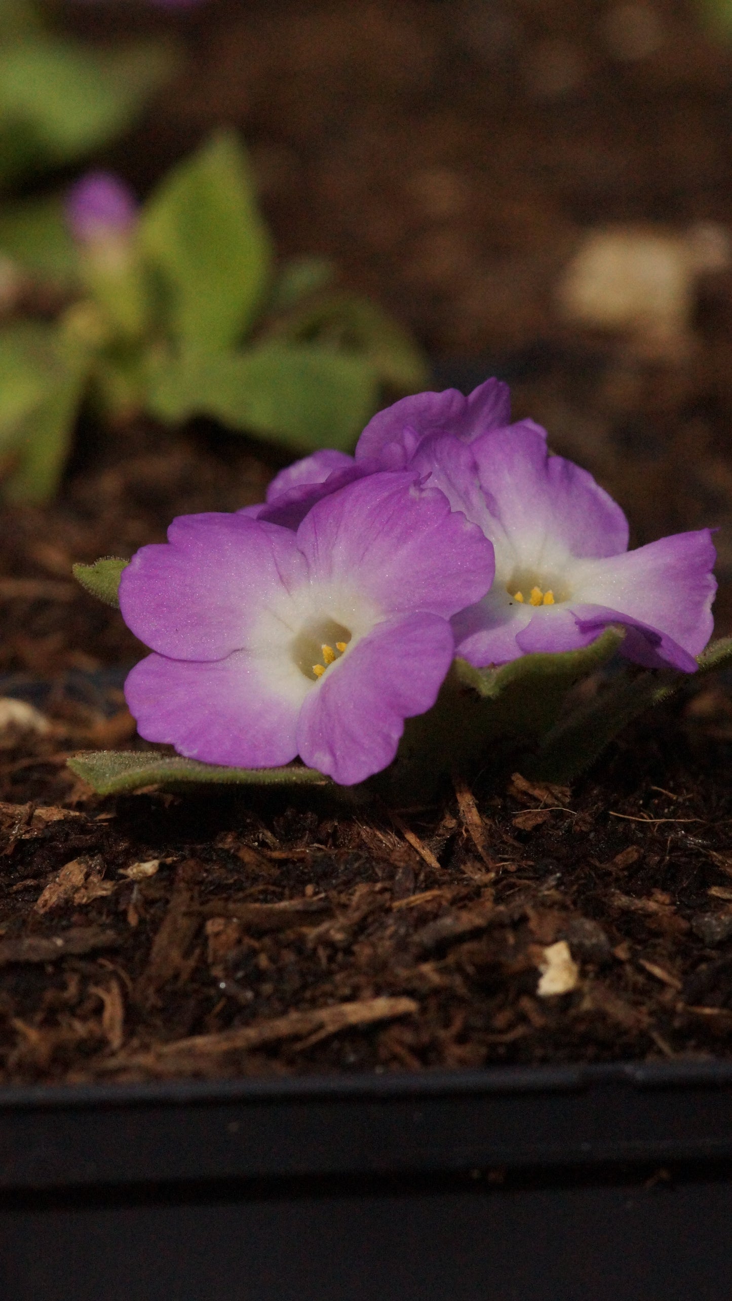 Primula x allionii 'A30' - Allioni Primel