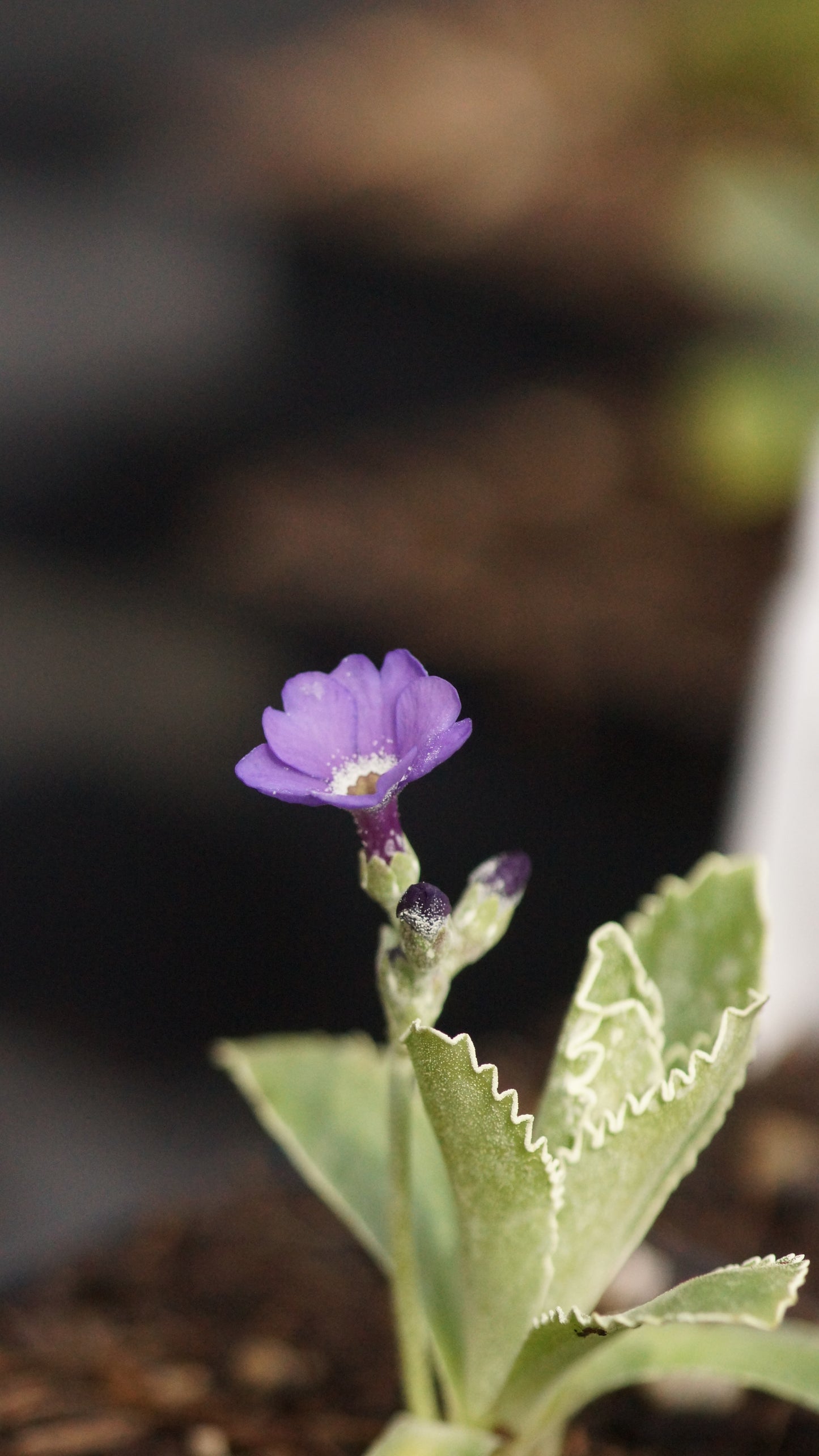 Primula x marginata 'Amethyst' - Gewelltrandige Primel