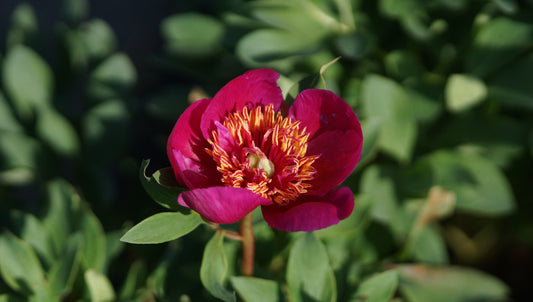 Paeonia officinalis 'Anemoniflora' - Bauern-Pfingstrose