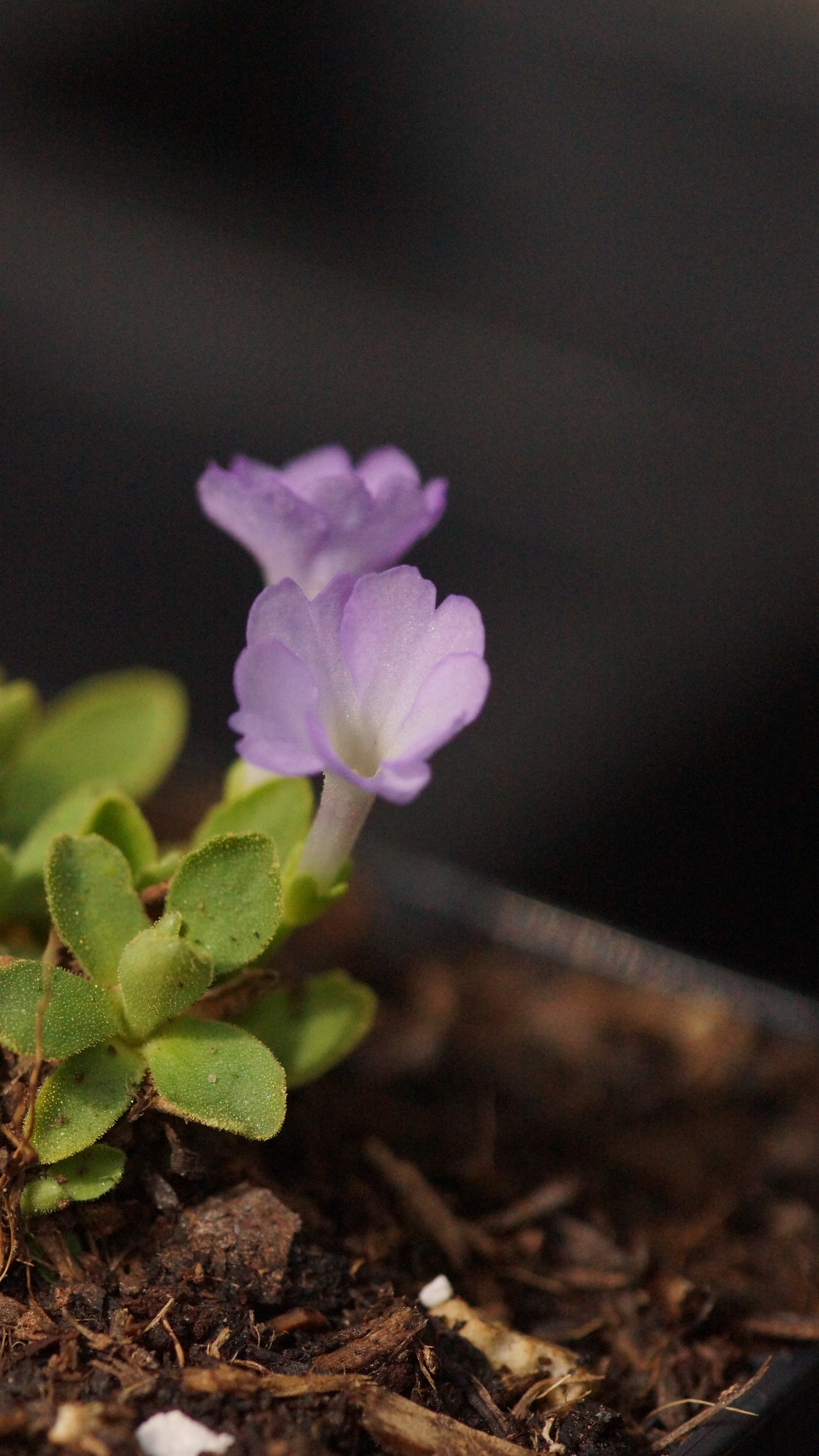 Primula x miniera 'Nr 2' - Seealpen-Primel