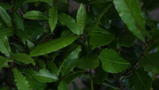Laurus nobilis - Echter Lorbeer