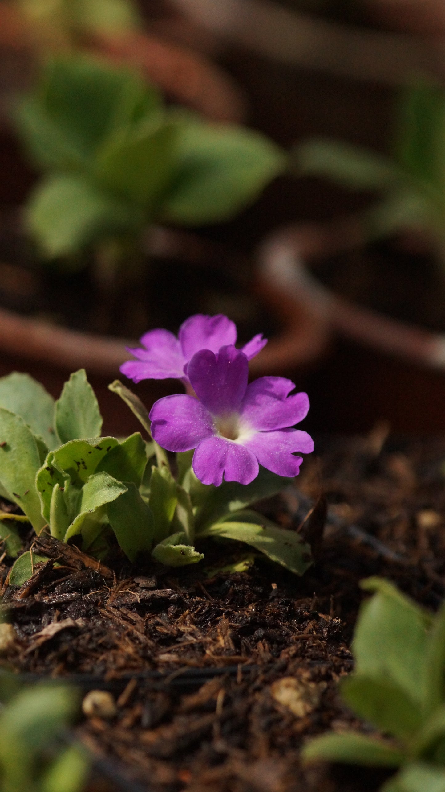 Primula x allionii ' Maria Talbot - Allioni - Primel