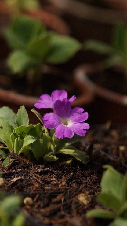 Primula x allionii ' Maria Talbot - Allioni - Primel