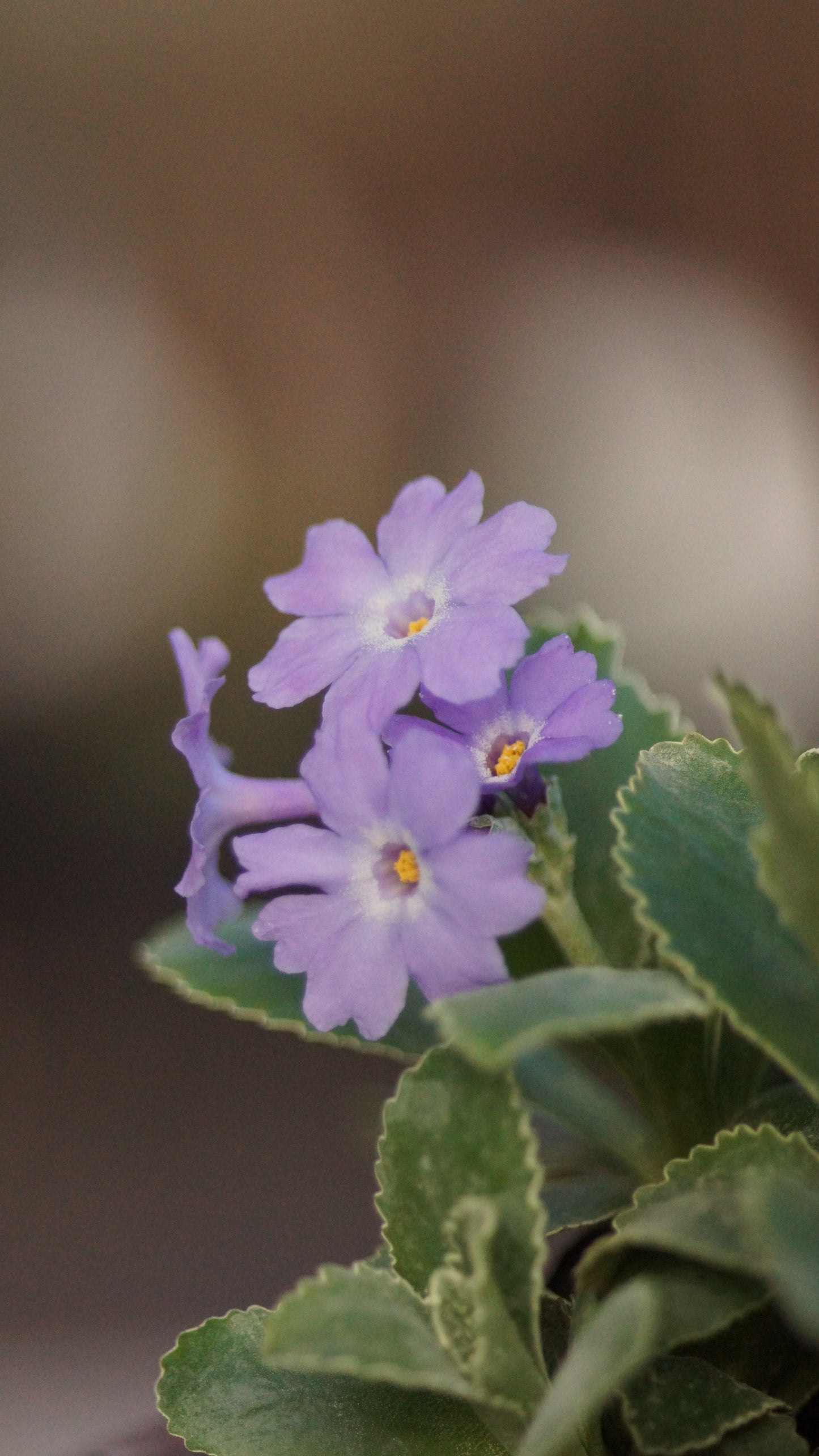 Primula x marginata ' Barbara Clough' - Gewelltrandige Primel