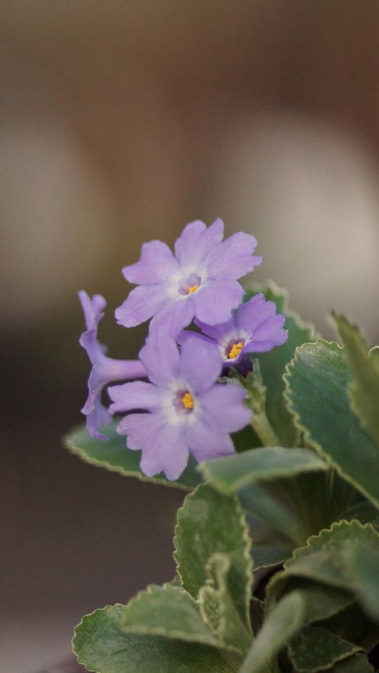 Primula x marginata ' Barbara Clough' - Gewelltrandige Primel
