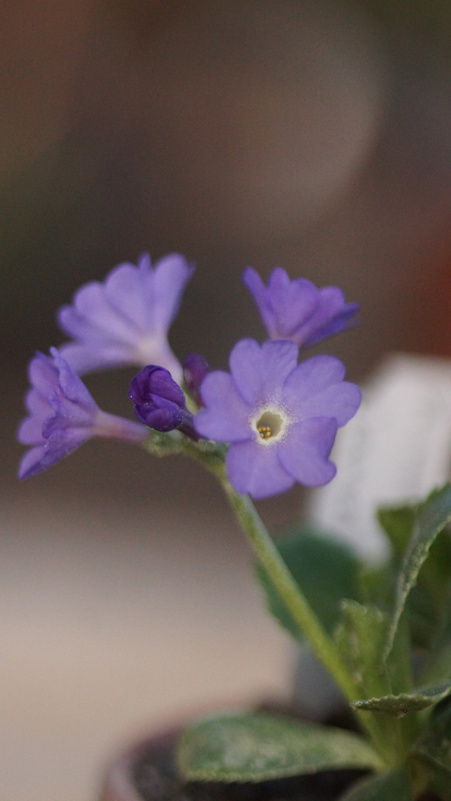 Primula x marginata 'Janet' - Gewelltrandige Primel