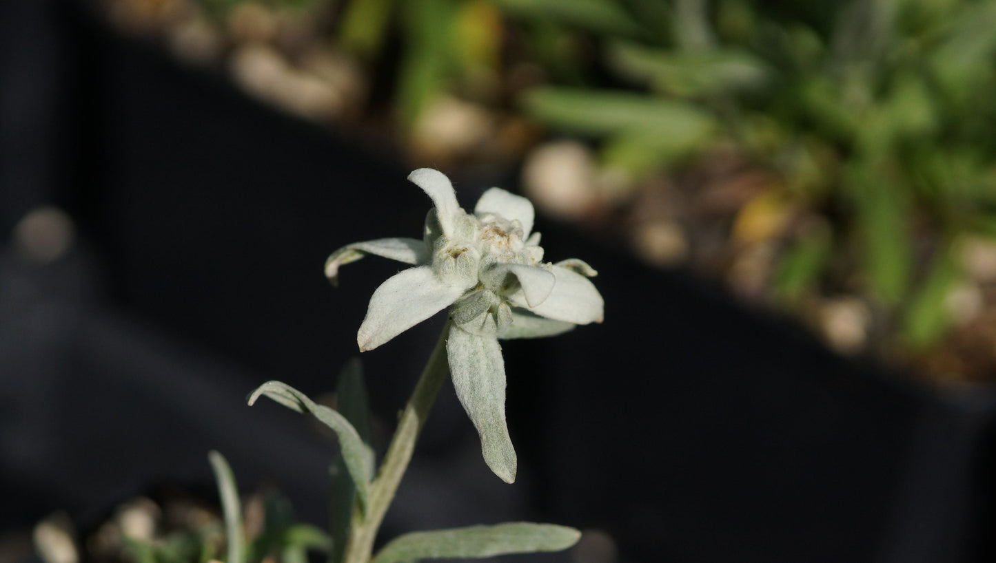 Leontopodium alpinum 'Zugspitze' - Edelweiss
