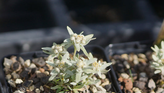 Leontopodium nanum - Zwerg-Edelweiss