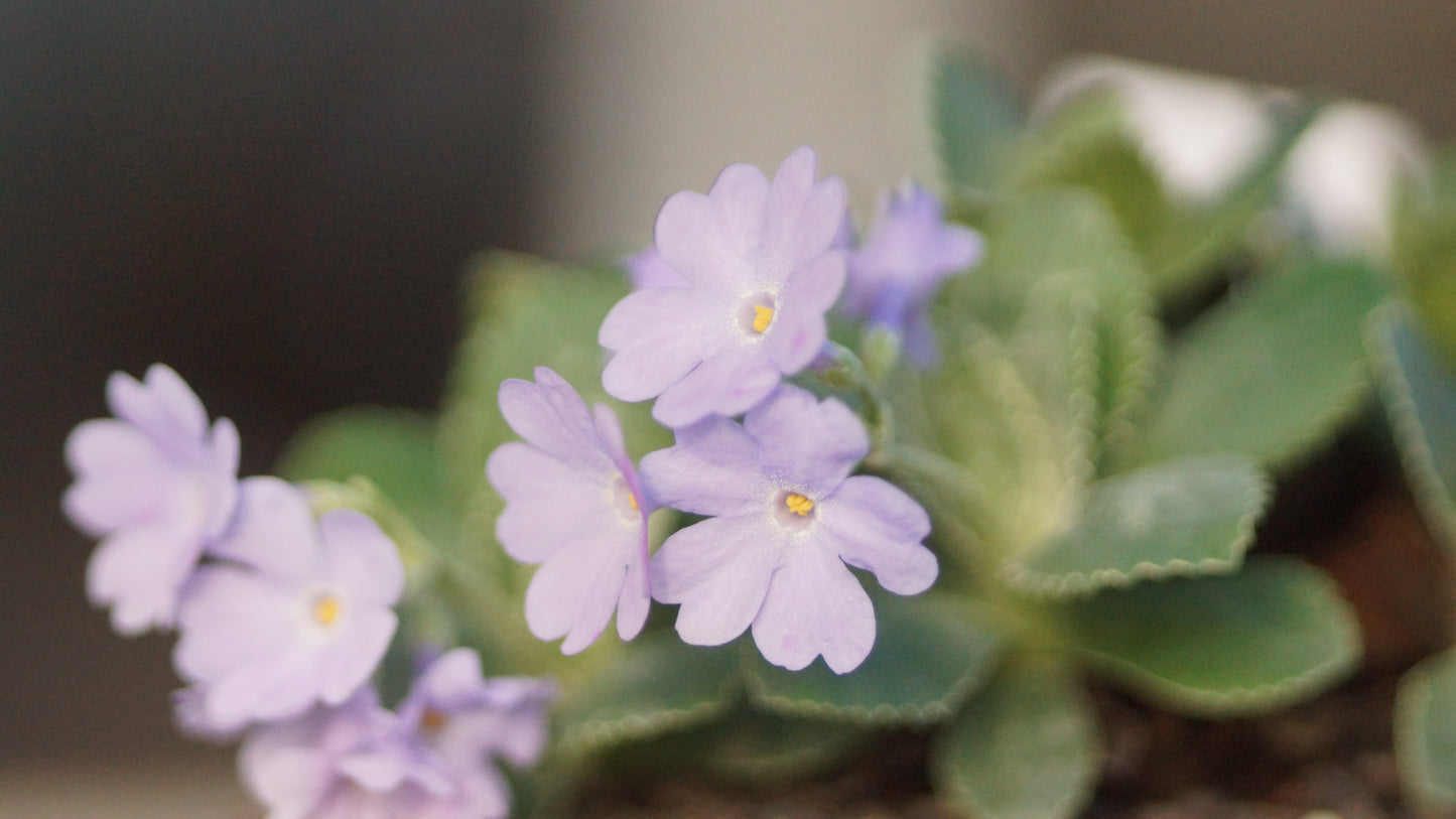 Primula x marginata 'Sheila Delay' - Gewelltrandige Primel