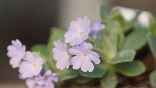 Primula x marginata 'Sheila Delay' - Gewelltrandige Primel