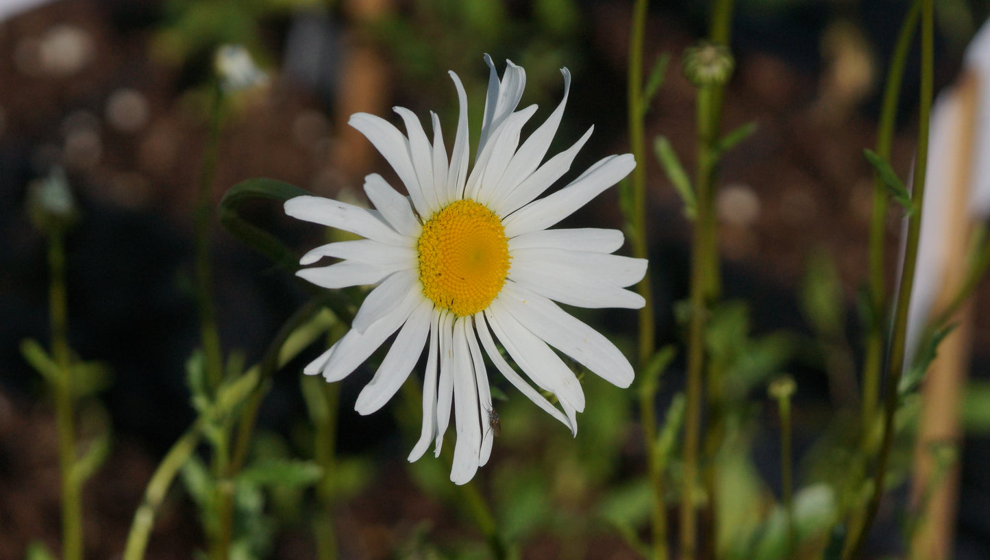 Leucanthemum vulgare 'Maikönigin' - Wiesen-Margerite