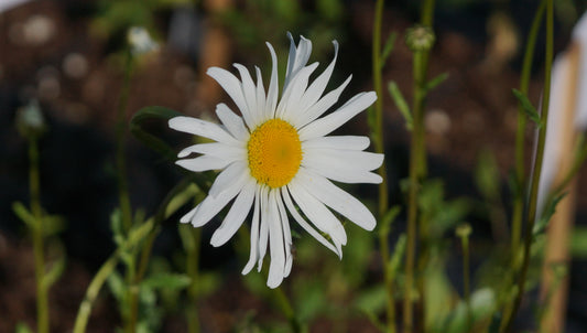 Leucanthemum vulgare 'Maikönigin' - Wiesen-Margerite