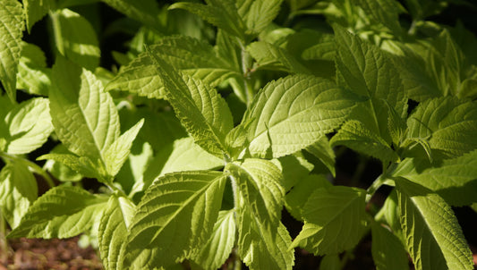 Leucosceptrum japonicum 'Golden Angel' - Japanische Strauchminze