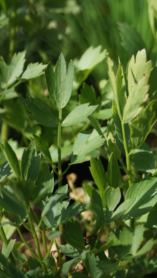 Levisticum officinalis - Liebstöckel