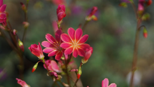 Lewisia cotyledon 'Luminosa' - Bitterwurz