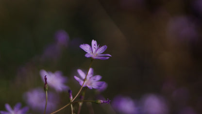 Lewisia leeana 'Kardinal' - Bitterwurz