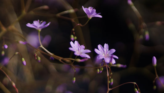 Lewisia leeana 'Kardinal' - Bitterwurz