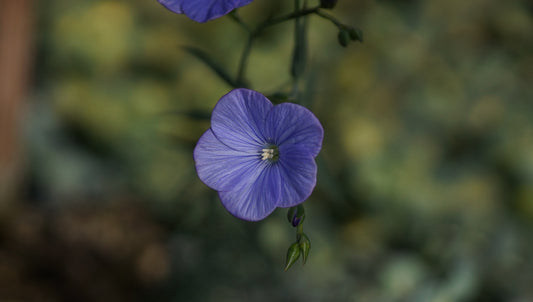 Linum narbonense - Französischer Lein