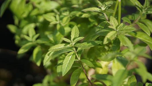 Lippia citriodora - Zitronenverbene