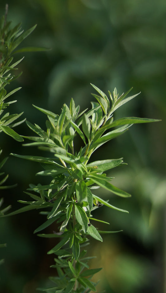 Lippia polystacha - Argentinischer Minzestrauch