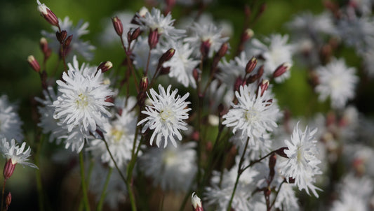 Lychnis flos-cuculi 'Petit Henry' - Gefüllte Kuckucks-Lichtnelke