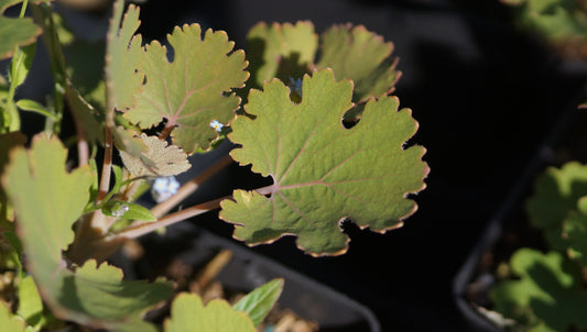 Macleaya microcarpa 'Kelway Coral Plume' - Roter Federmohn