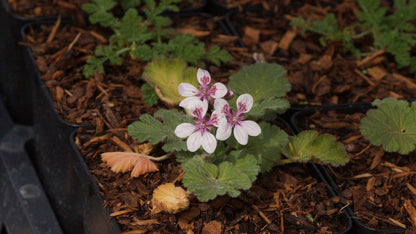 Erodium trifolium - Reiherschnabel