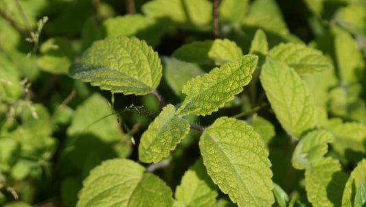 Melissa officinalis subsp. altissima - Mandarinen-Melisse