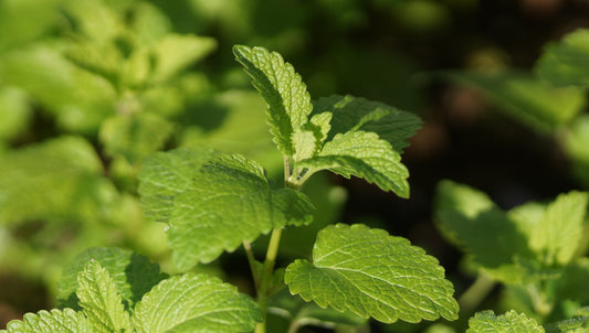 Melissa officinalis - Zitronen-Melisse