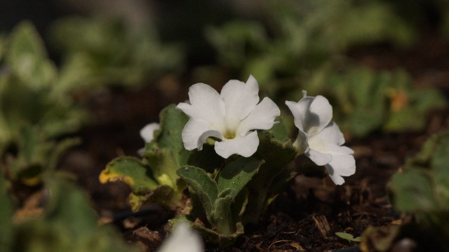Primula x allionii 'Tony' - Allionis Primel