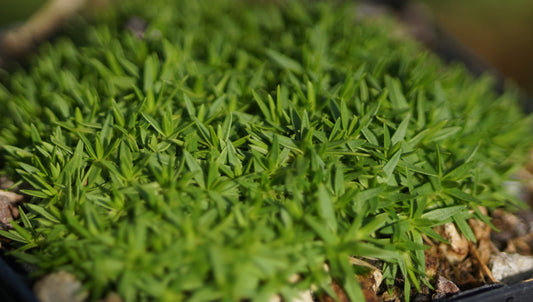 Minuartia stellata - Fels-Miere