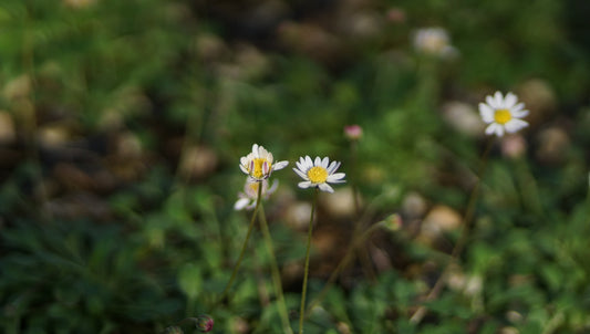 Bellium minutum - Scheingänseblümchen
