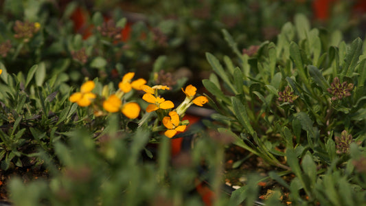 Erysimum linifolium 'Orange Flame' - Teppich-Goldlack