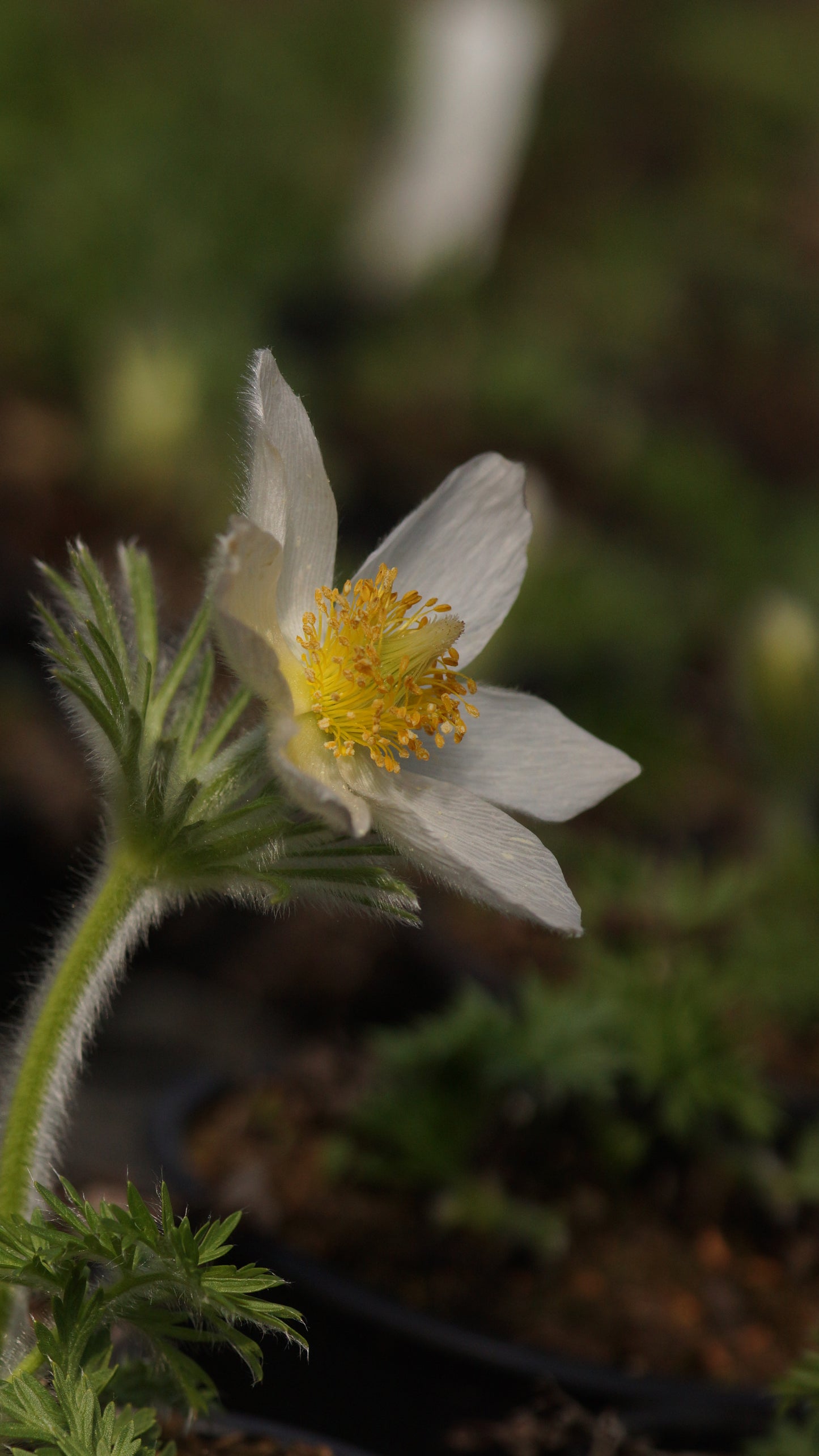 Pulsatilla vulgaris 'Alba' - Küchenschelle