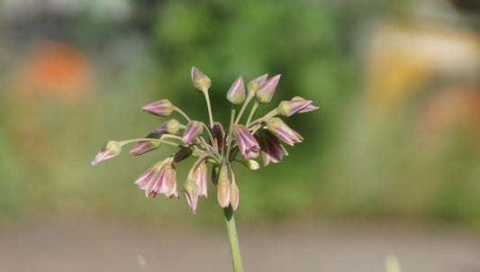 Nectarodium siculum - Sizilianischer Honiglauch