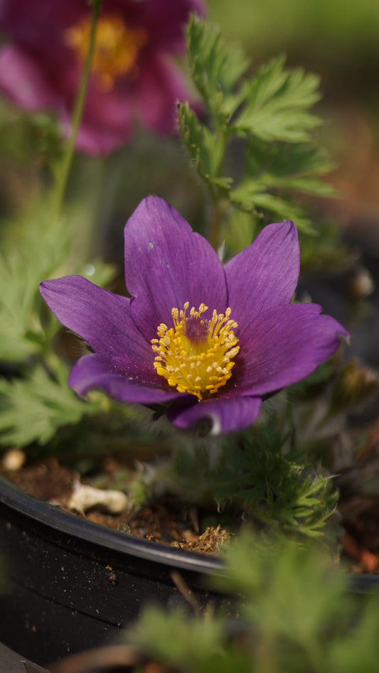 Pulsatilla vulgaris - Gewöhnliche Kuhschelle