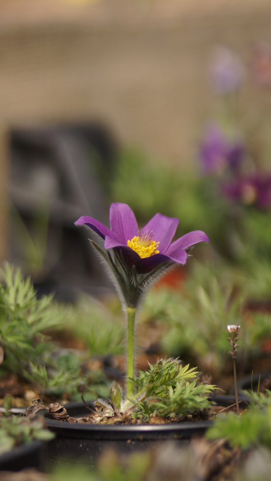 Pulsatilla vulgaris 'Blaue Glocke' - Küchenschelle
