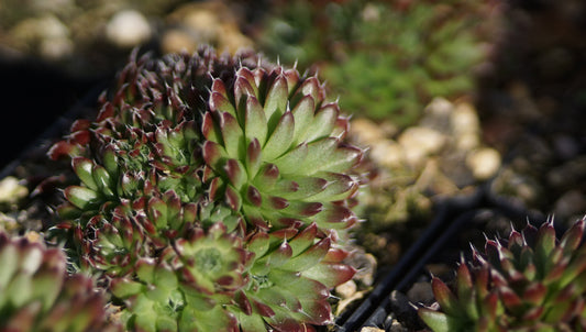 Orostachys spinosus 'Rot' - Sternwurz