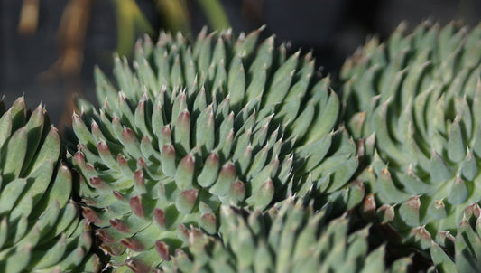 Orostachys spinosus - Dornige Sternwurz
