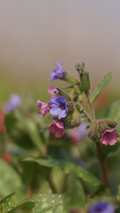 Pulmonaria saccharata 'Mrs. Moon' - Geflecktes Lungenkraut