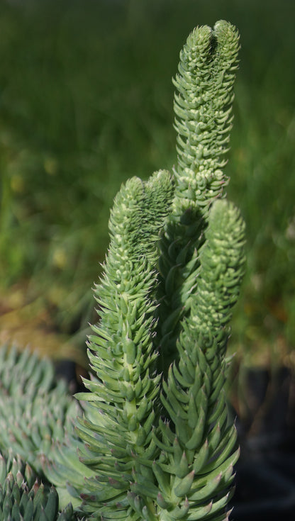 Orostachys spinosus - Dornige Sternwurz