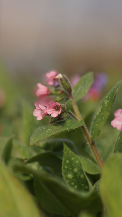Pulmonaria Hybride 'Dora Bielefeld' - Geflecktes Lungenkraut