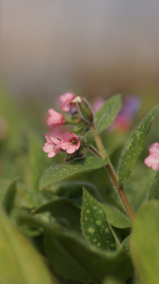 Pulmonaria Hybride 'Dora Bielefeld' - Geflecktes Lungenkraut