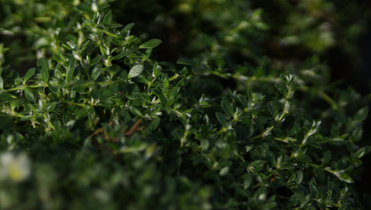 Paronychia kapela subsp. serpyllifolia - Thymianblättrige Mauermiere
