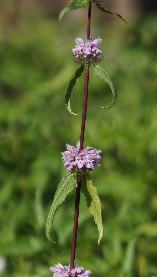 Phlomoides tuberosa - Knollen-Brantkraut