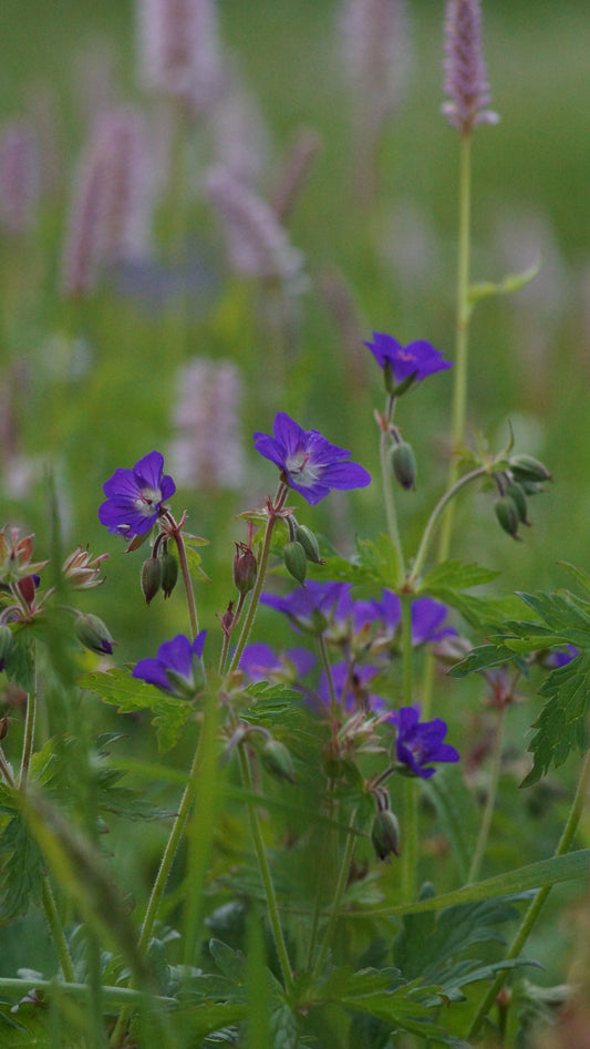Geranium sylvaticum 'Mayflower' - Wald-Strochschnabel