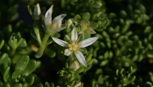 Rhodiola trollii (Syn. Sedum trollii) - Nanga Parbat-Dickblatt