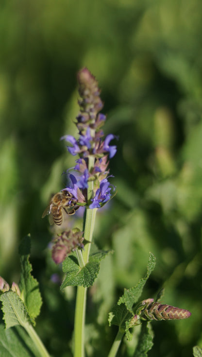 Salvia nemorosa 'Blauhügel' - Steppen-Salbei